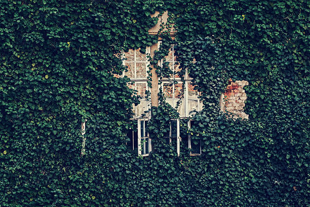 istock Old brick wall house covered in green ivy 526735244