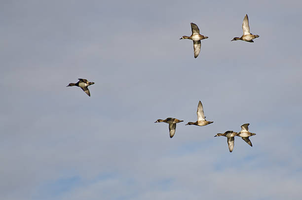 istock Flock of Ring-Necked Ducks Flying in a Cloudy Sky 526743643