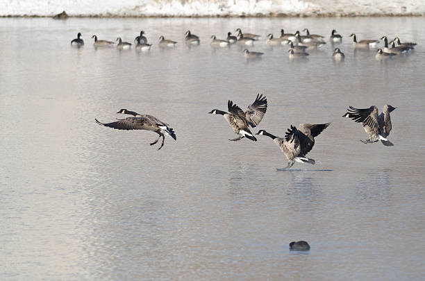 istock Canada Geese Landing on a Winter Lake 526743647