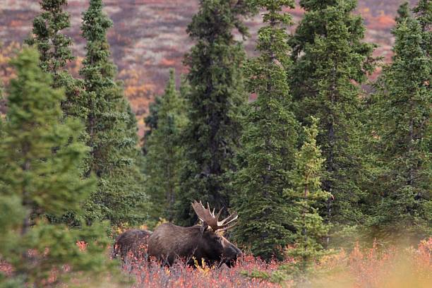 istock Bull Moose Alces alces Denali National Park Fall color Mt. Mckinley 526743959