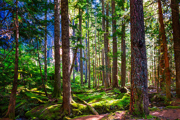 Mt. Hood National Forest where trees filter sunlight