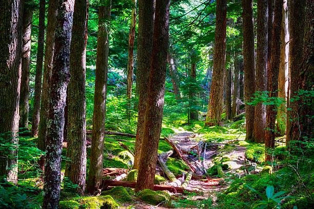 istock Mt. Hood National Forest 526744635
