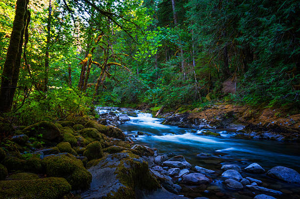 salmon river in mt. hood national forest - mt hood national park stock-fotos und bilder