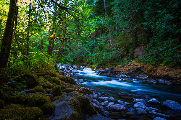 Hiking along the Salmon River outside Welches, Oregon in the Mt. Hood National Forest