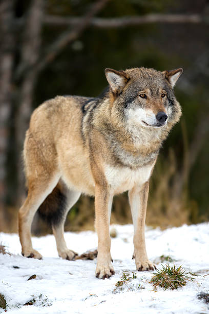 wolf in piedi nella foresta di inverno - wolf norway woods winter foto e immagini stock