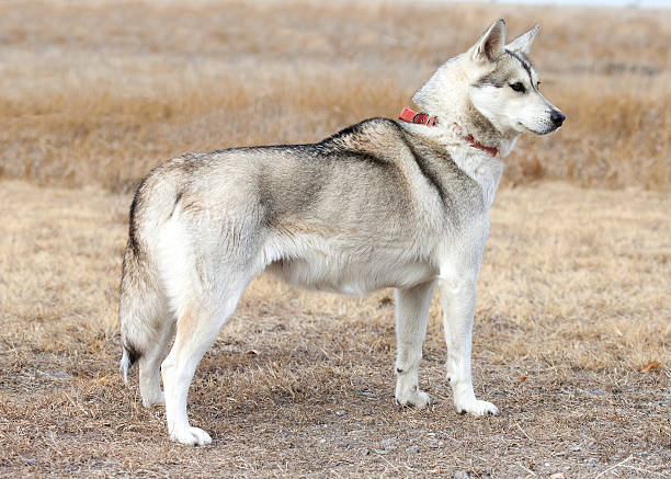 istock Siberian Husky Dog Standing Outdoors in Field 526744893