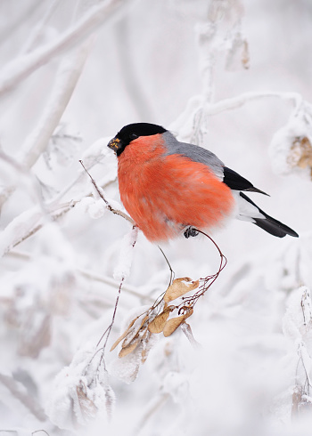 Bullfinch on the snowy branches.