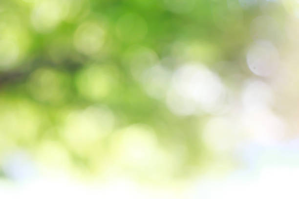 istock Bright colorful abstract background from plants, not in focus 526746967