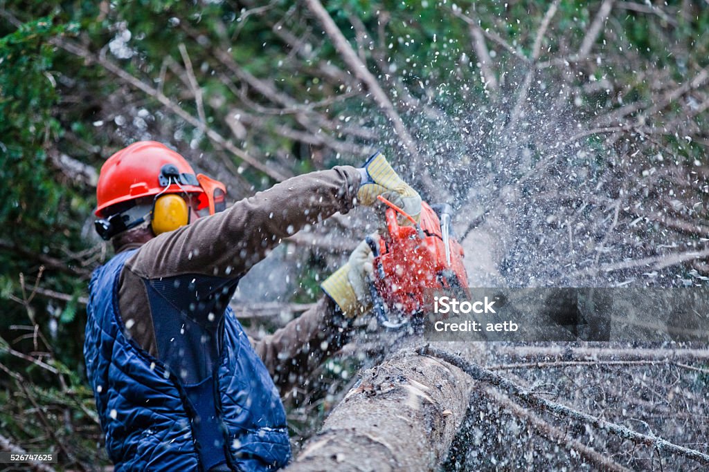 Professional Lumberjack Cutting a big Tree in the Forest Professional Lumberjack Cutting a big Tree in the Forest during the Winter Chainsaw Stock Photo