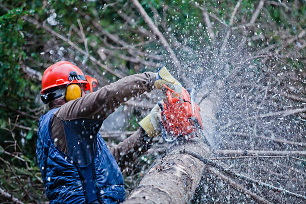 Professional Lumberjack Cutting a big Tree in the Forest stock photo