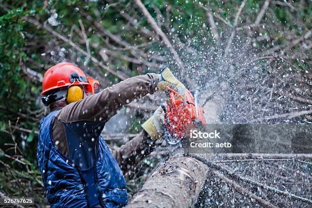 Professional Lumberjack Cutting A Big Tree In The Forest Stock Photo - Download Image Now