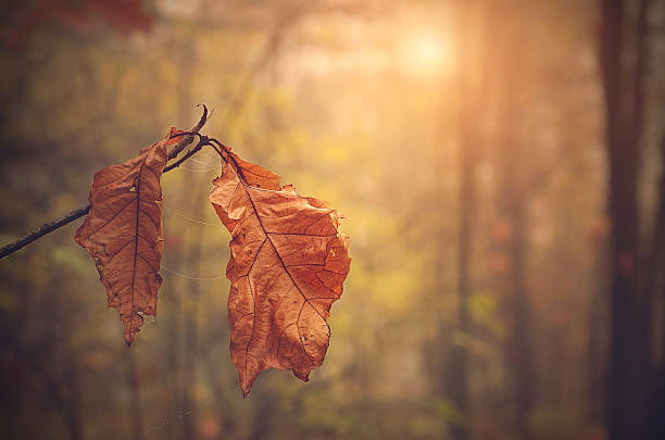 feuille d'automne sur la succursale au coucher du soleil - branch dry defocused close up photos et images de collection