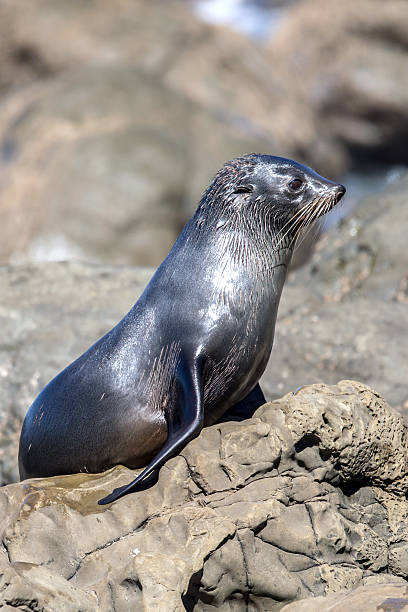 istock New Zealand Fur Seal (Arctocephalus Forsteri) 526748671
