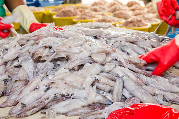 istock stack of fresh squid in basket sold in fish dock 526748923