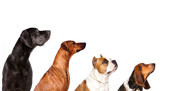 istock set group of dogs 526749143