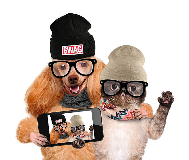 istock dog with cat taking a selfie together with a smartphone 526760527