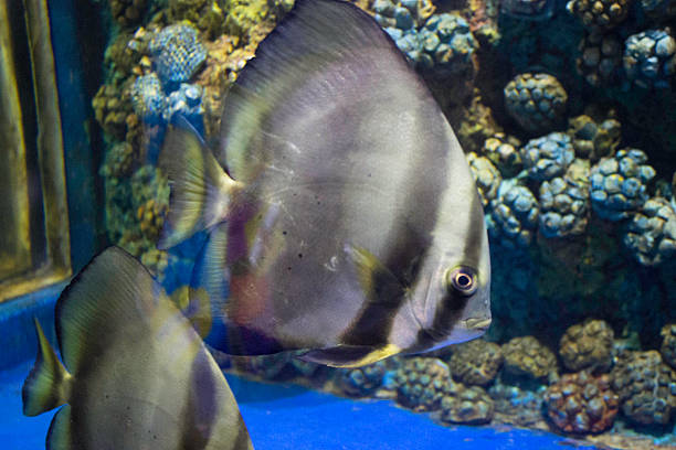 istock Show freshwater and marine fish species. 526761851