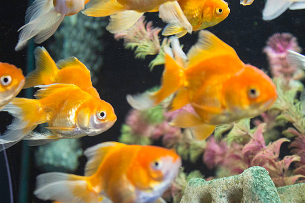 istock Show freshwater and marine fish species. 526761857