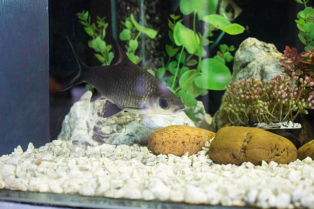 istock Show freshwater and marine fish species. 526761887