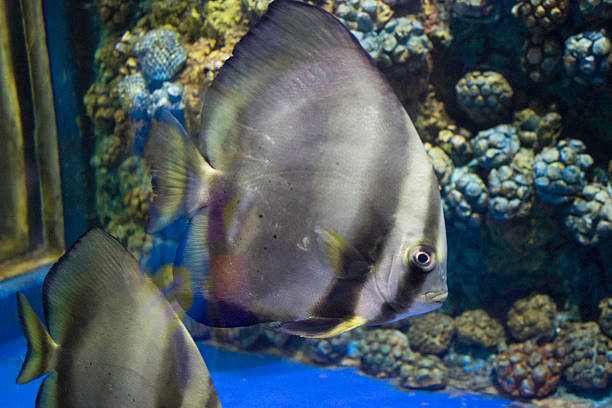 istock Show freshwater and marine fish species. 526761977