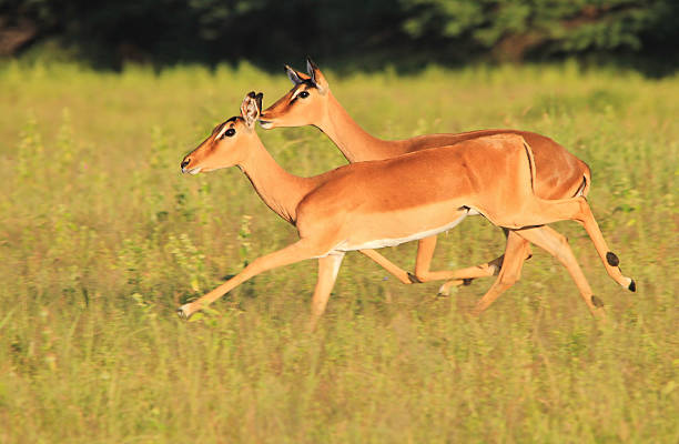 istock Impala Run of Speed - African Wildlife Background 526762253