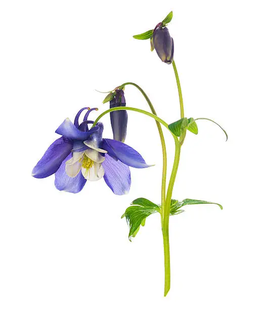 blue columbine flower with buds and flowers, isolated on white background