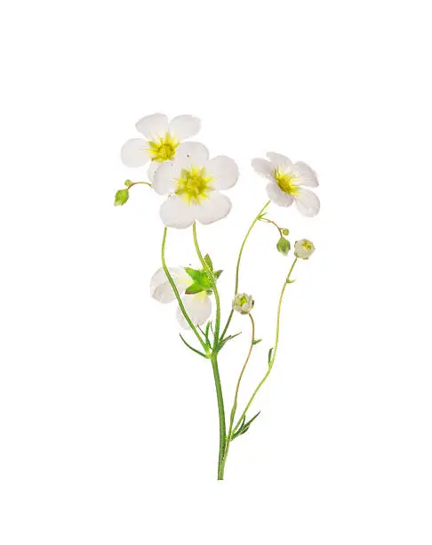 refined mossy saxifrage frlowers, isolated on white background