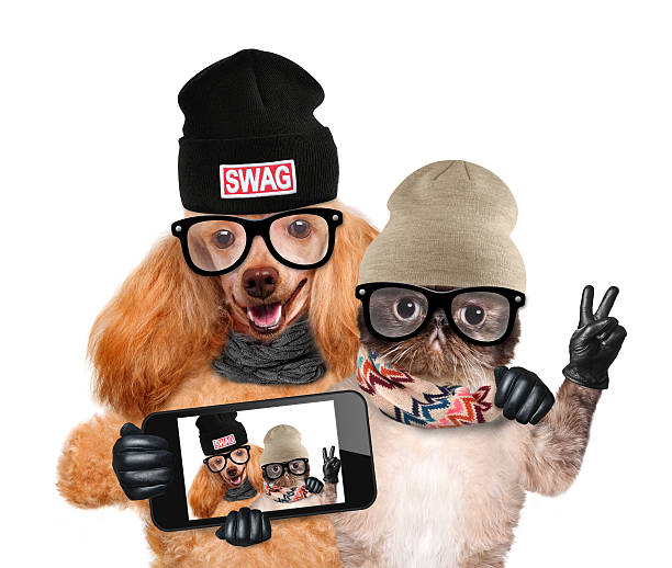 istock dog with cat taking a selfie together with a smartphone 526763107