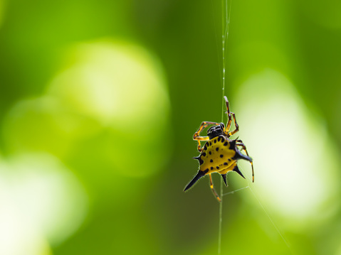 Spiny Orb Weaver Spider or Gasteracantha Cancriformis