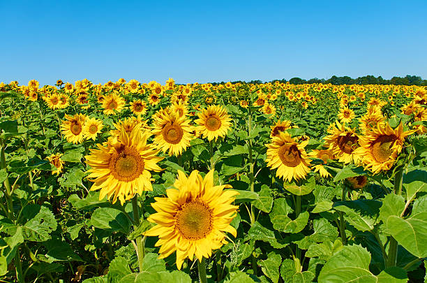 istock Field of sunflowers 526763591