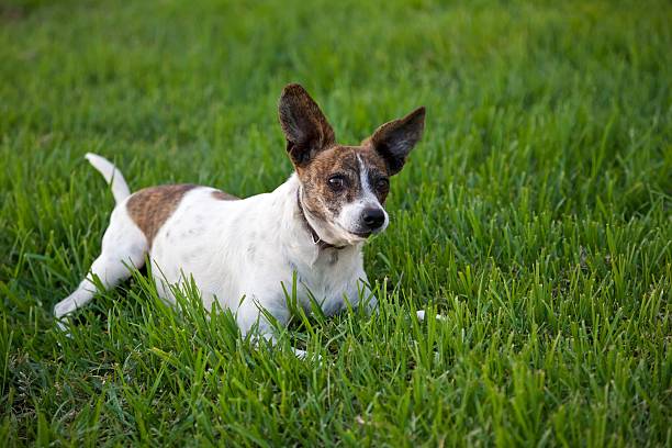 Alert small dog on lawn stock photo