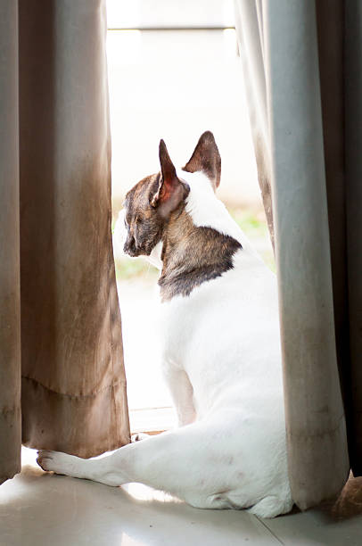 istock French bulldog on the floor 526764265