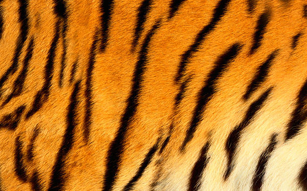 istock Bengal tiger skin. 526764293