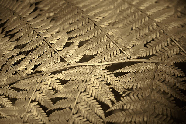 istock Leaves in sepia tone. Detail. Out of focus 526764607