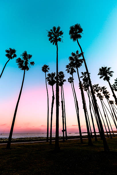 istock California sunset Palm tree rows in Santa Barbara 526765051