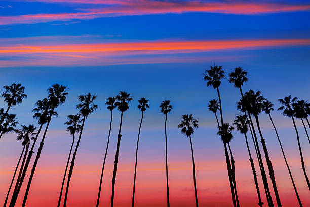 istock California sunset Palm tree rows in Santa Barbara 526765053