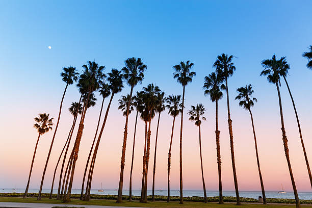 istock California sunset Palm tree rows in Santa Barbara 526765055