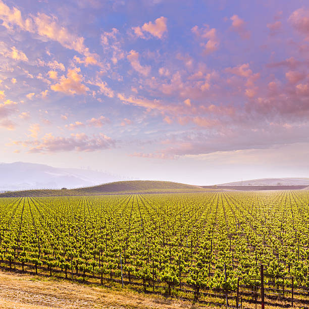 istock California vineyard field sunset in US 526765423