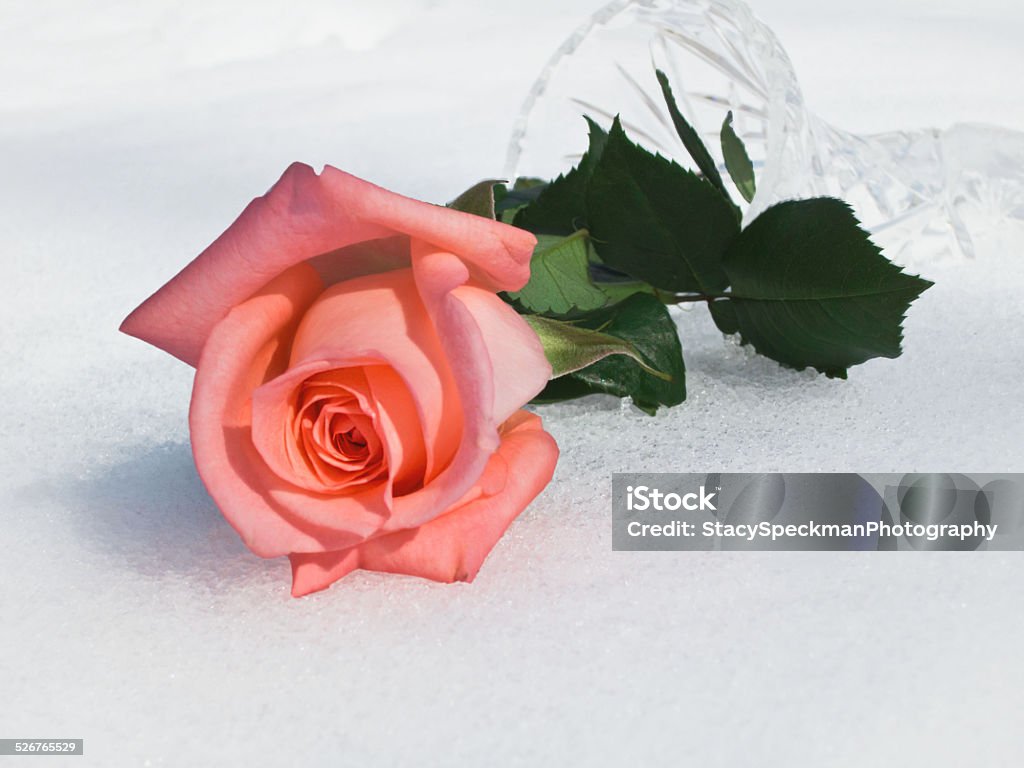 Winter rose in the fallen snow The gift of a brightly colored rose, lying in a rare Carolina snow fall, on Valentine's Day. Beauty In Nature Stock Photo