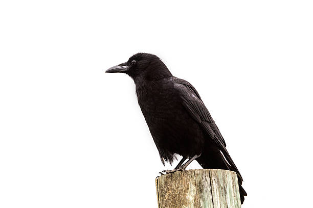 istock American Crow black bird on wood pole in California 526766021