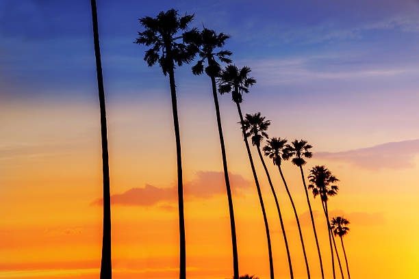 istock California sunset Palm tree rows in Santa Barbara 526766101