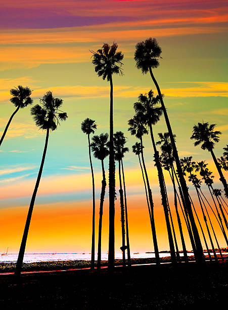 istock California sunset Palm tree rows in Santa Barbara 526766109