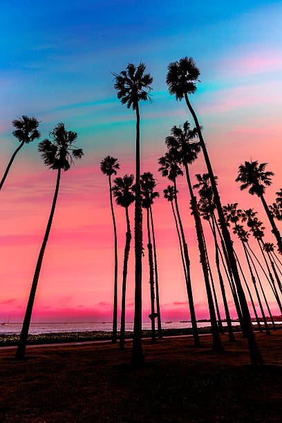 istock California sunset Palm tree rows in Santa Barbara 526766111