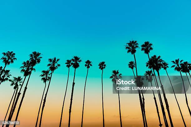 California Sunset Palm Tree Rows In Santa Barbara Stock Photo - Download Image Now - California, Santa Barbara - California, Beach