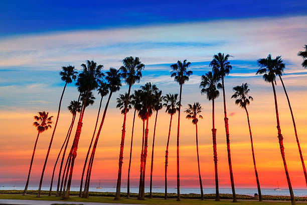 California sunset Palm tree rows in Santa Barbara California sunset Palm tree rows in Santa Barbara US santa barbara california photos stock pictures, royalty-free photos & images