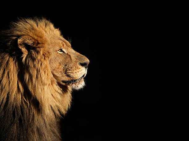 male african lion auf schwarz - lion stock-fotos und bilder