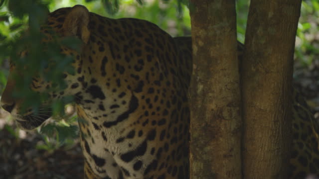 Incredible jaguar in the middle of the jungle, preparing to hunt