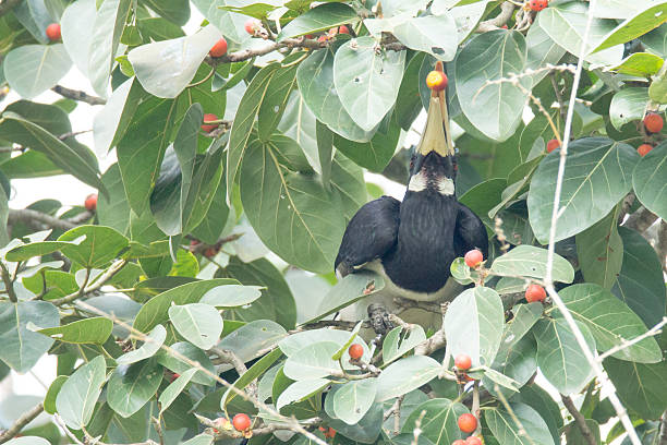 istock Malabar pied hornbill popping a fruit 526784193