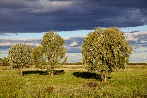 Myall trees under stormy clouds stock photo