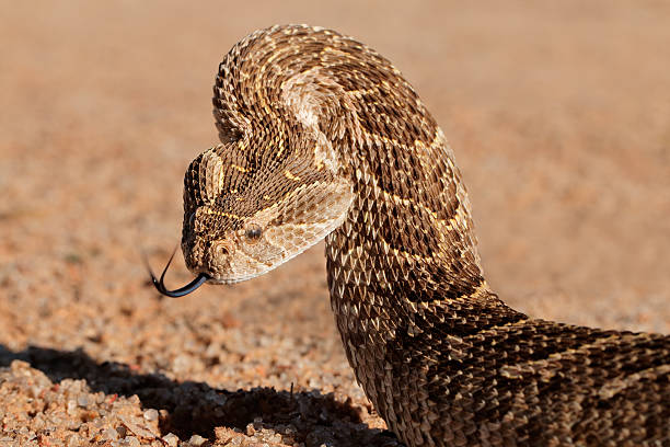 Defensive puff adder Portrait of a puff adder (Bitis arietans) in defensive position, southern Africa puff adder bitis arietans stock pictures, royalty-free photos & images